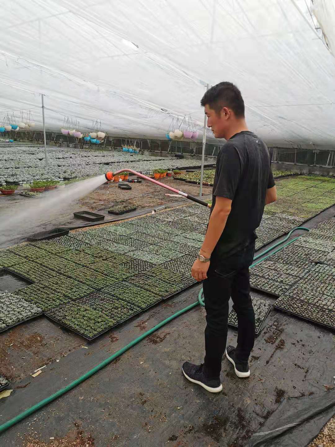 小伙卖多肉年入百万,山东小伙农村种地年入百万