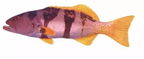 目前最顶级的海鲜鱼,世界上最顶级的海产鱼类