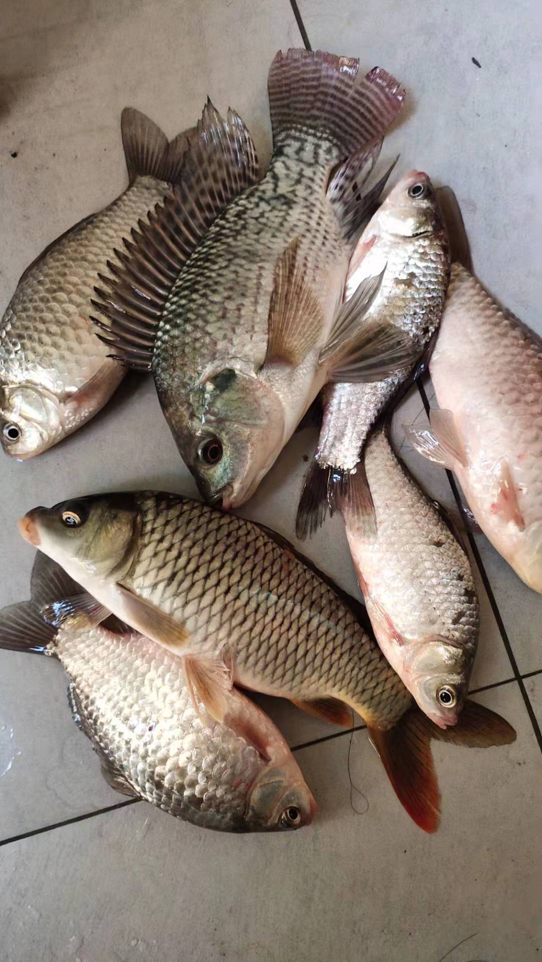 浮漂有口不浮,浮漂有口无鱼是什么原因