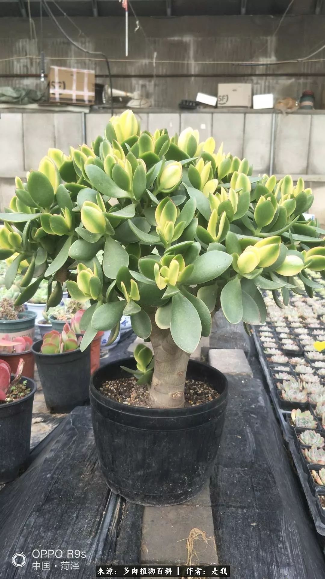 偶遇多肉的感言,偶遇山中多肉