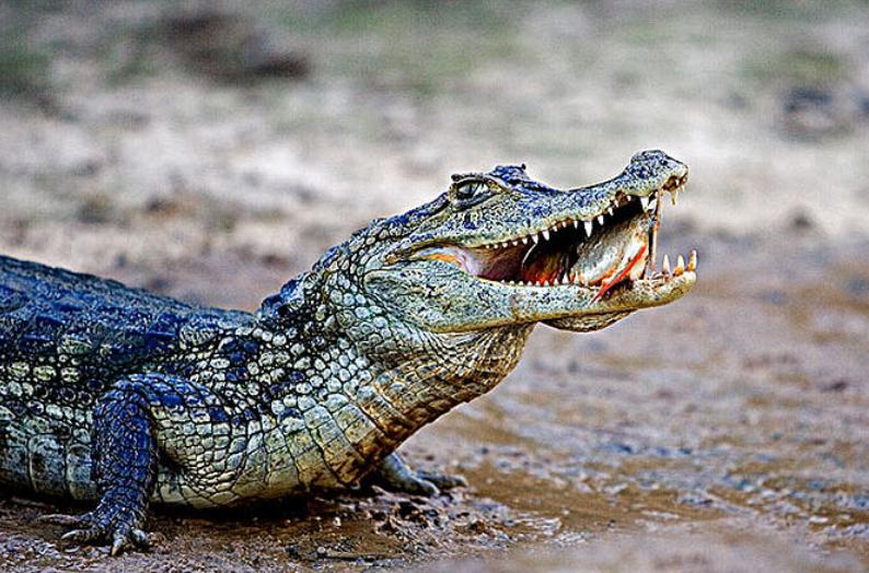 亚马逊雨林为什么称为人类禁区,人类禁区亚马逊雨林大蟒蛇