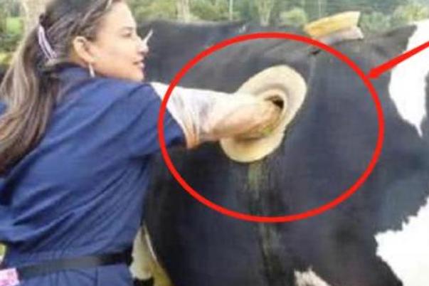 为什么要在奶牛身上挖个洞,奶牛身上挖个洞为什么不痛