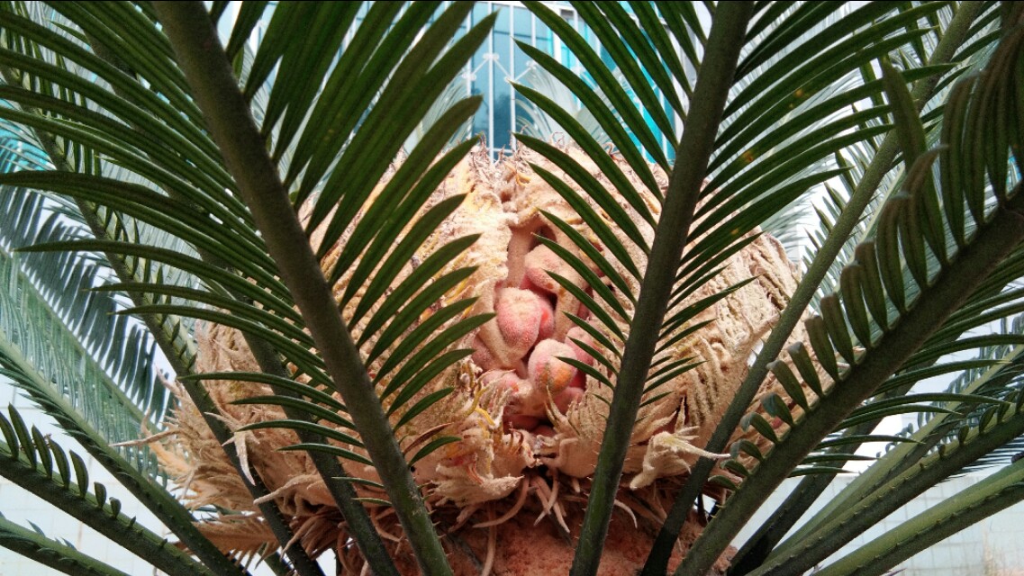 植物小课堂苏铁,苏铁是什么类的植物