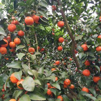 全球柑橘类水果的生产