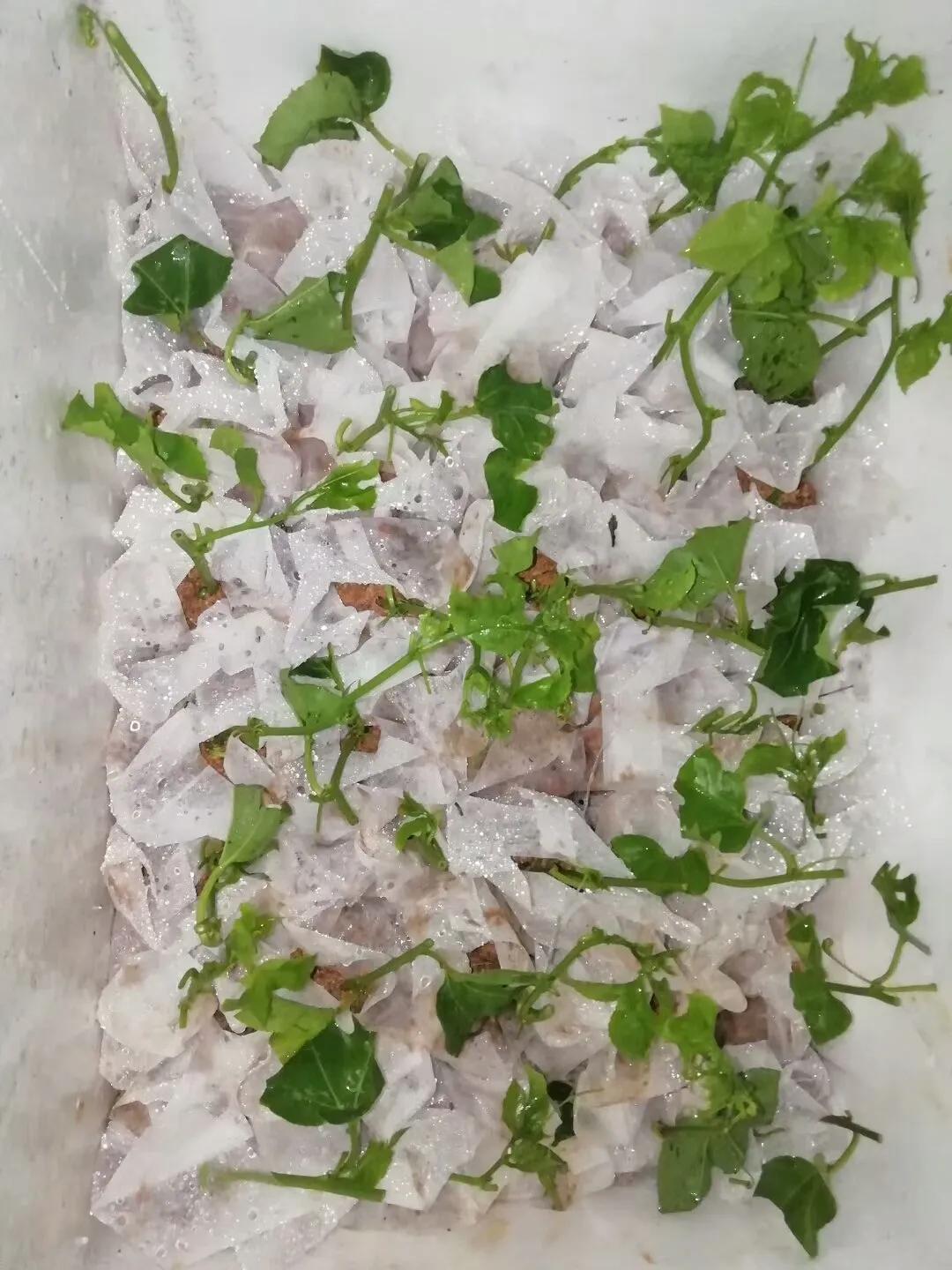 一根枝插土里就能成活的果树,大树枝直接插土里能活吗