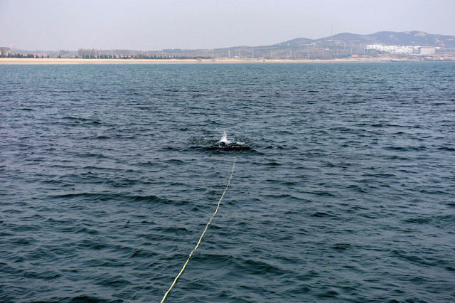 关于海参的生活小知识,你不知道的海参冷知识原视频