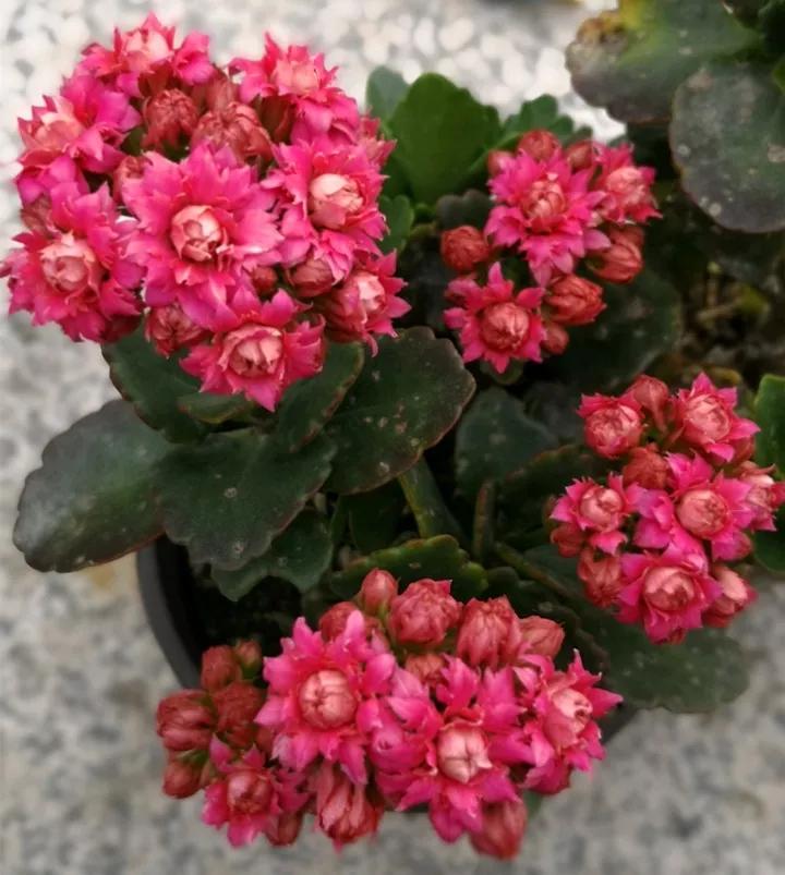 长寿花，寓意好、开花漂亮，花期长，品种多达300个