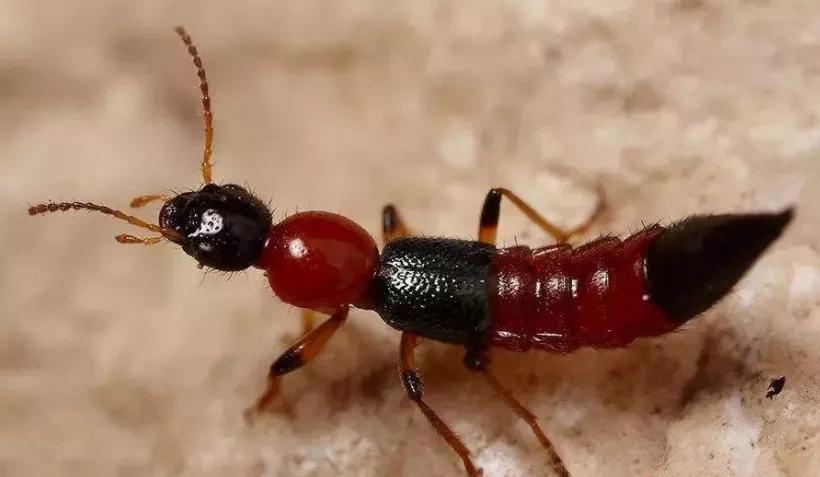 各种虫咬伤疼痛怎么处理,虫咬伤真的会致命吗