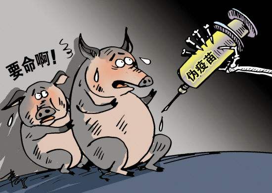 猪打疫苗能不能保健,猪疫苗注射部位及进针角度