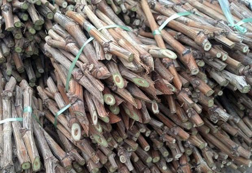 葡萄扦插育苗方法视频,葡萄扦插育苗催根方法