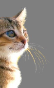 17版ps抠图最快又完整的方法,21版本ps抠图最快又完整的方法