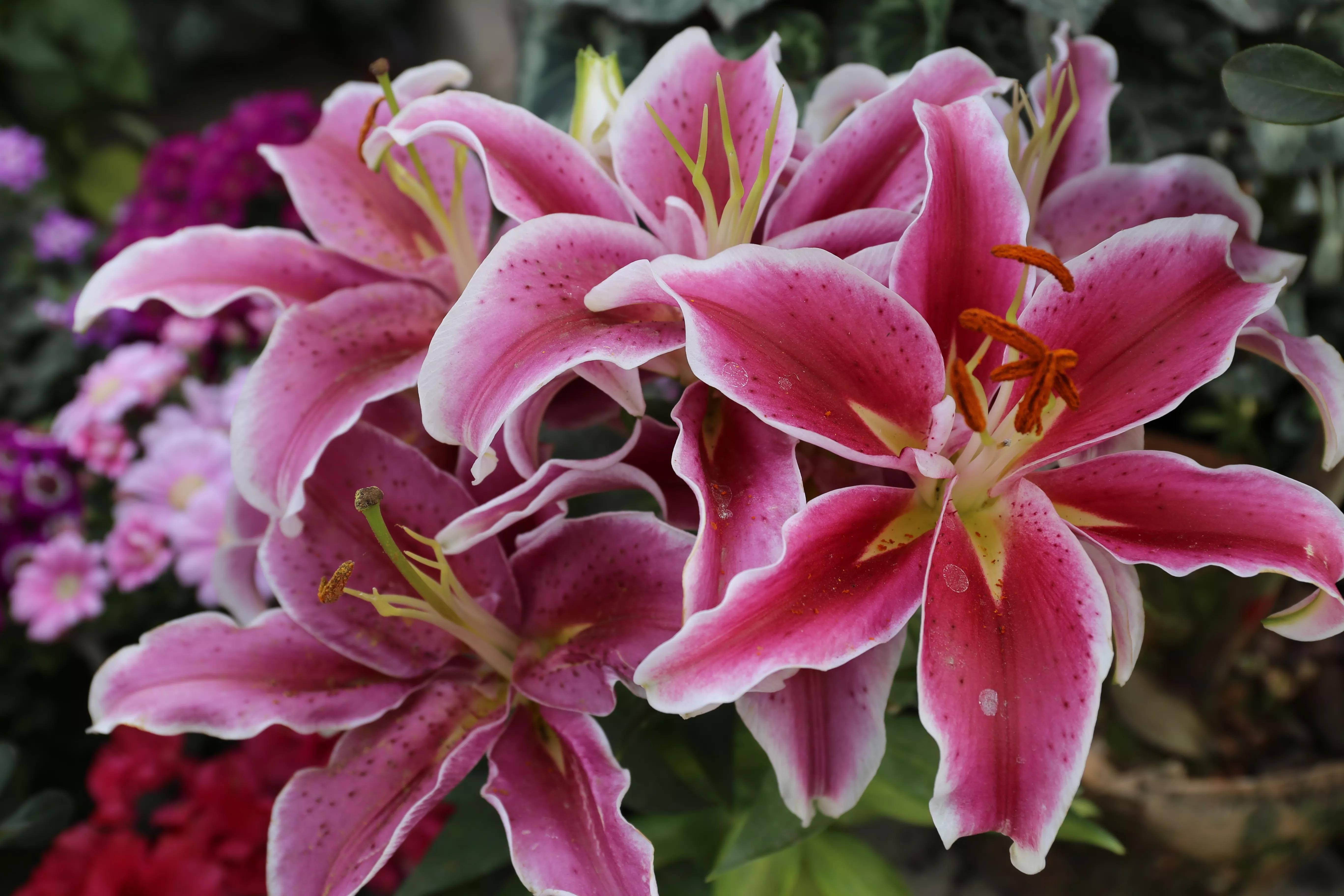 春天的花园作文,春天的花园作文400字四年级