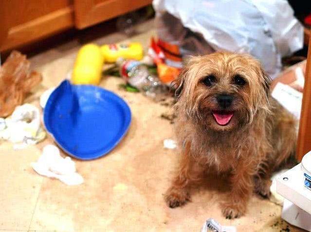 狗狗爱翻垃圾桶怎么训练,狗狗翻垃圾桶怎么纠正