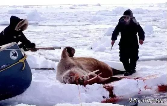 为什么最大的岛屿是格陵兰岛,世界最大的岛屿格陵兰岛