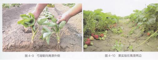 高产的高架草莓无土栽培技术,有机草莓的大棚种植与管理技术