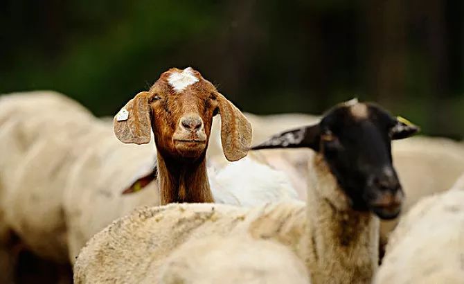 警惕羊群效应,羊群效应如何应对
