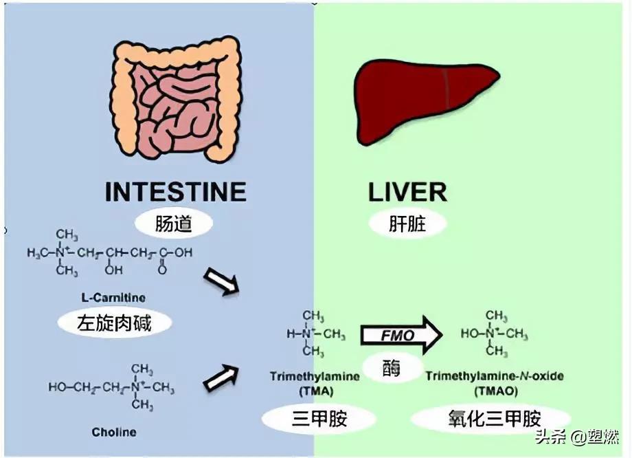 减脂左旋饮料真的有效果吗,减脂左旋肉碱和牛磺素一块吃吗