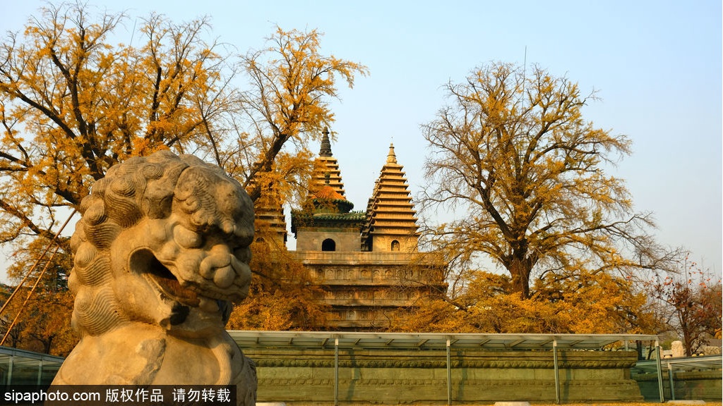 17处京城绝美银杏观赏点，看看有没有家门口的？