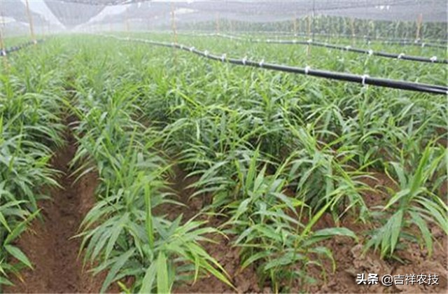 生姜种植技术及病虫害用药,生姜种植技术病虫害