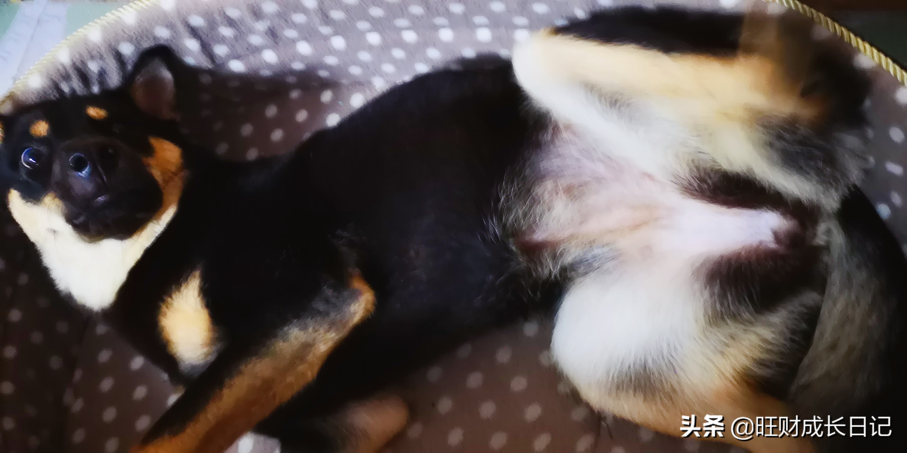 狗狗翻肚皮什么意思,如何让狗狗翻肚皮