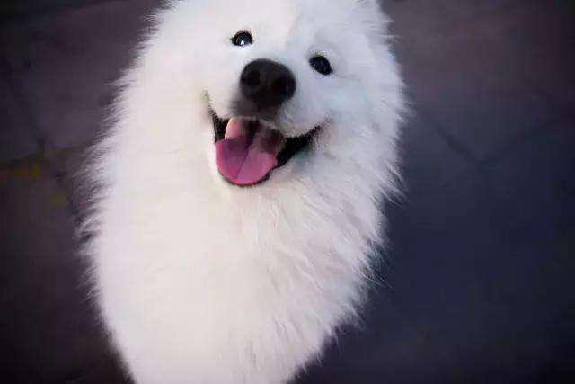 雪橇三傻萨摩耶如何训练抓野兽,萨摩耶雪橇三傻