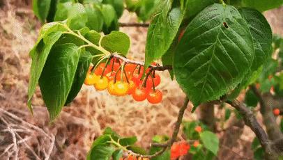 成都市恩桃儿,恩桃成都