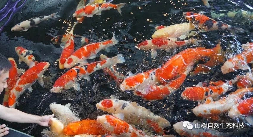 怎么训锦鲤最有效,锦鲤新手必备技巧