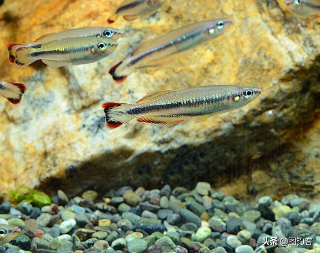 中国前十热带观赏鱼,热带观赏鱼鲤科鱼类主要有哪些鱼