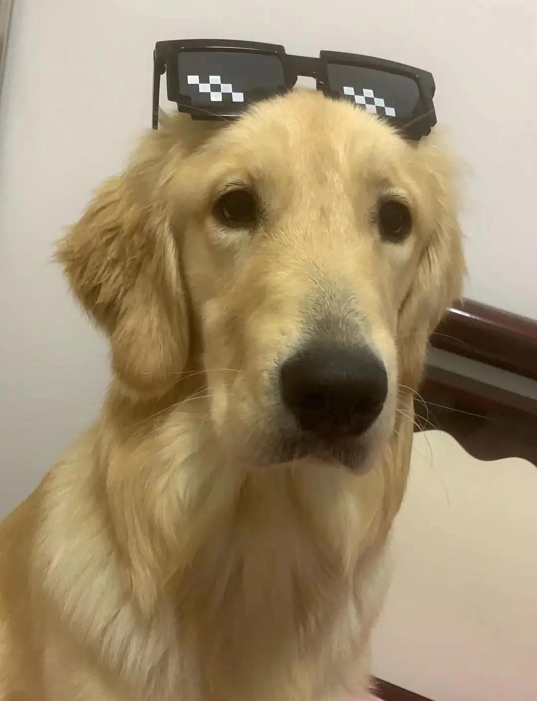 男生猛犬穿女装,男生细狗穿女装