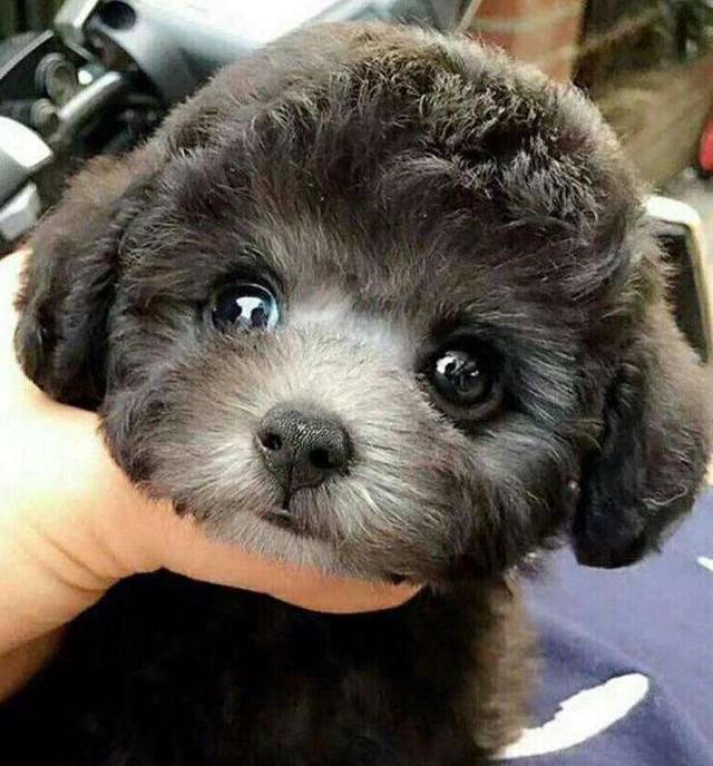 怎么挑选健康泰迪幼犬,怎么挑选健康的泰迪幼犬