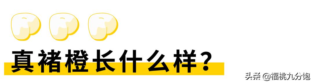 市场上卖的褚橙是真的吗,怎么区分真假褚橙2018