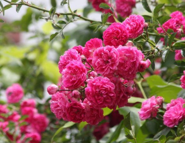 6种花室内不要养对身体伤害极大,吸甲醛最好的10种花