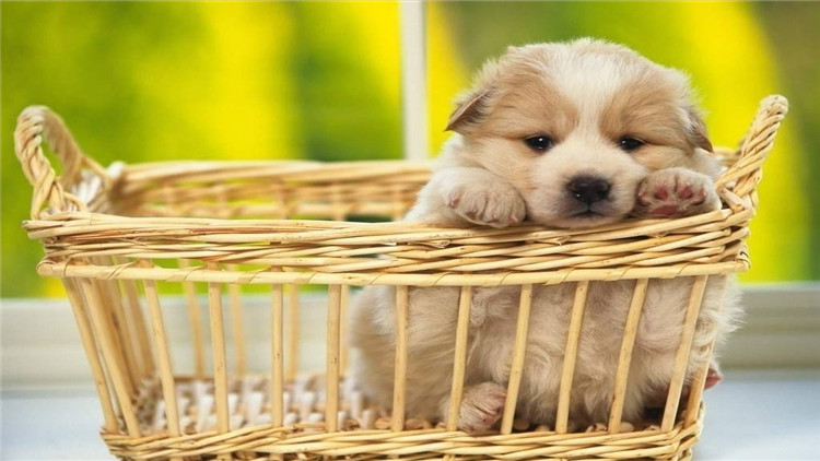 主人怀孕狗狗注意事项,狗狗怀孕40多天饮食方面怎样最好