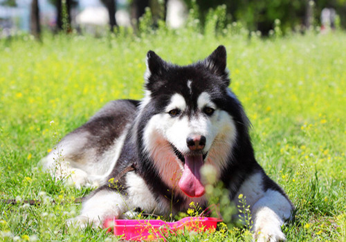 狗狗呕吐严重怎么办？导致呕吐的原因和可以采取措施参考