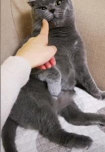 英国短蓝猫好养吗,千万别养蓝猫