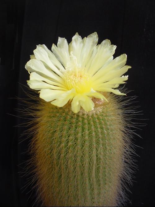 “常年丑貌君不问，一日花红万户惊”——仙人掌的产地及精品赏析