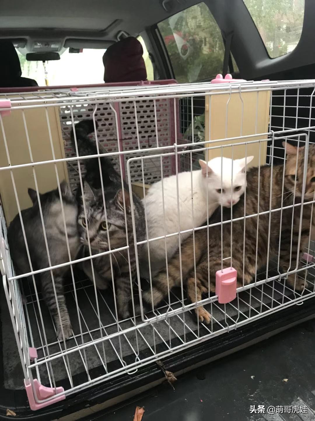 铲屎官被一群喵星人包围了,铲屎官给猫咪布置房间超萌