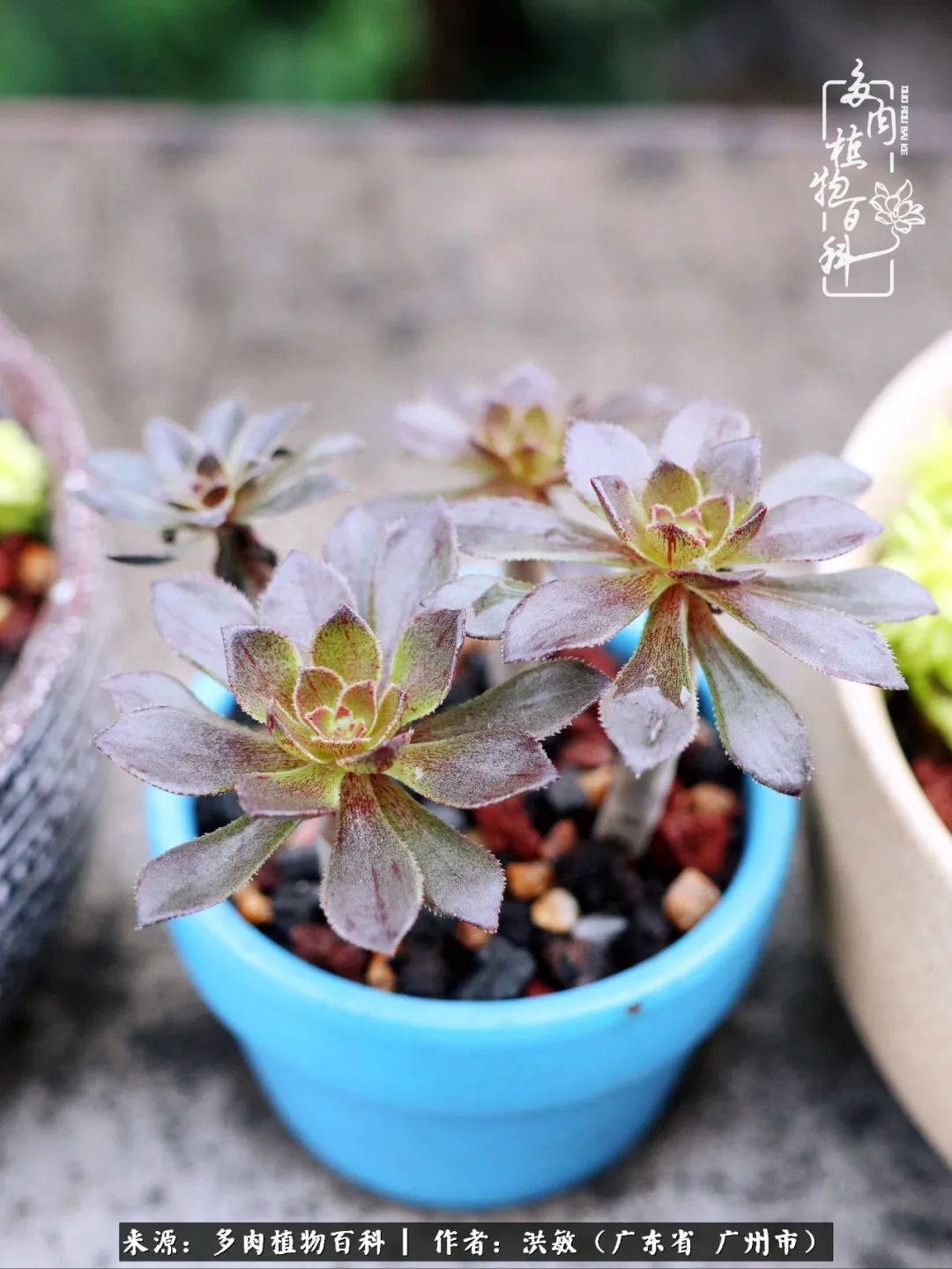 细品广州暴雨后，盛夏来临前的法师