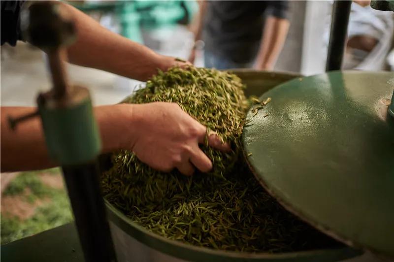 祁门红茶茶知识科普,祁门红茶跟其他红茶制作工艺区别
