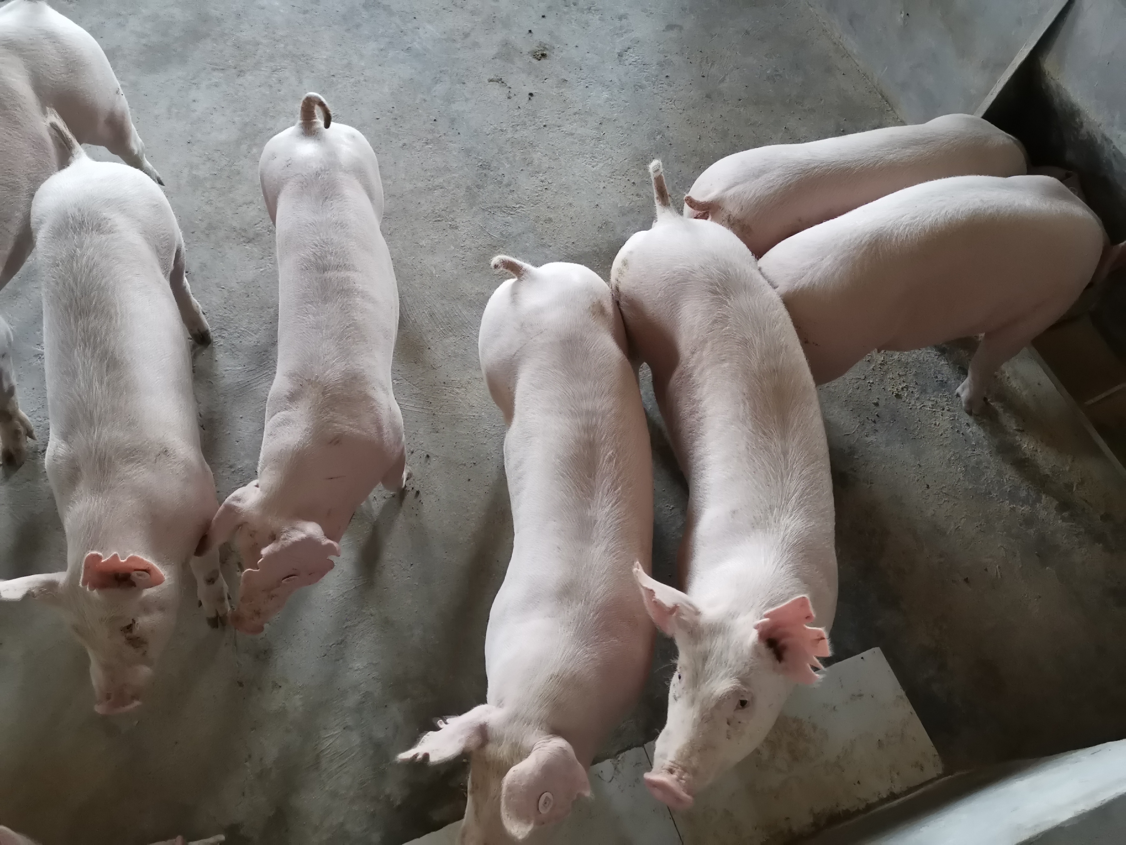 猪场仔猪腹泻的管理方法,猪场保育猪腹泻怎么办