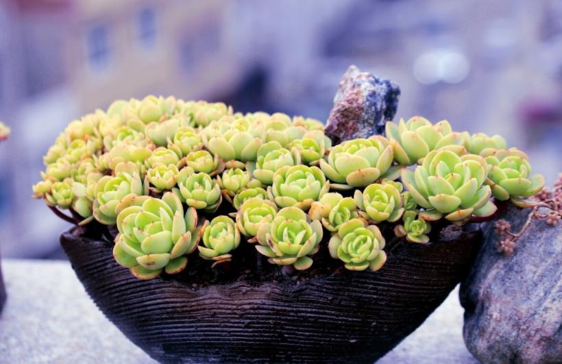 冬天太冷如何养多肉花卉,冬天天冷绿植不能浇水怎么办
