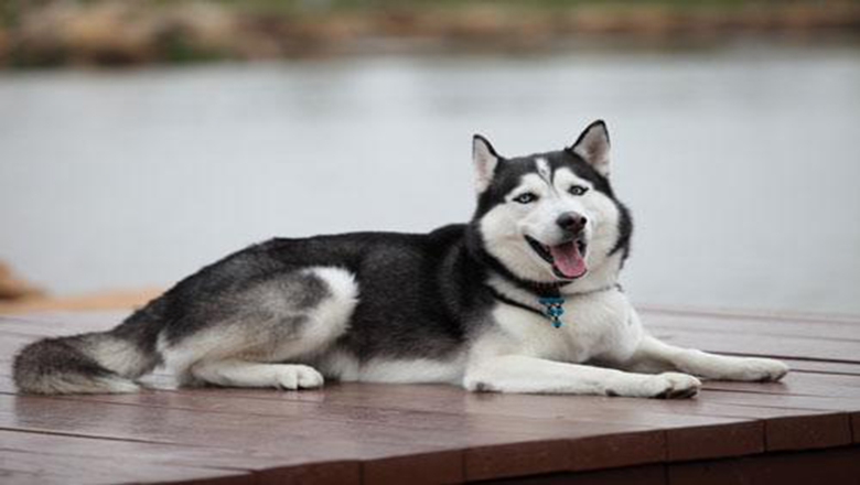 哈士奇掉毛吗有体味吗,哈士奇掉毛排在第几名