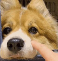 结膜炎流眼泪用眼药水没用怎么办,结膜炎眼睛流眼泪严重用什么药水