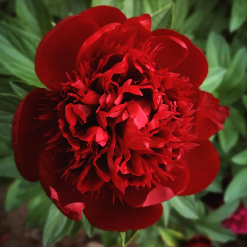 莫道春深百花残芍药花开正芬芳