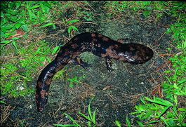 野生大鲵是什么新物种,大鲵物种分类