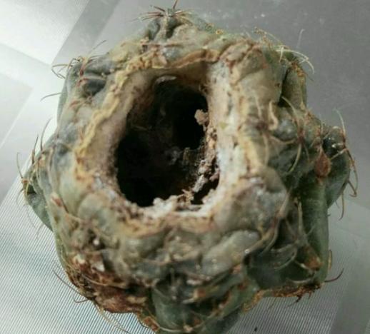 仙人球烂根怎么处理能挽救,如何判断仙人球烂根