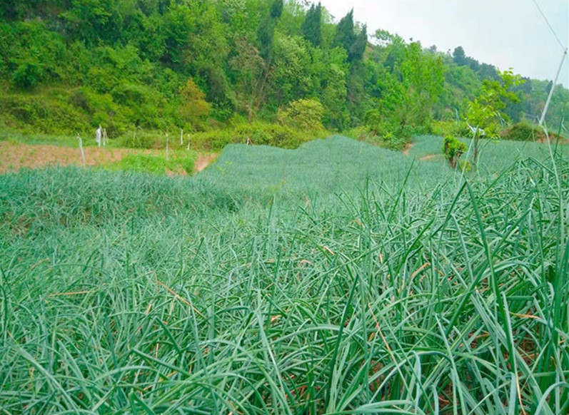农家手工醋的做法,家庭自制老醋的做法