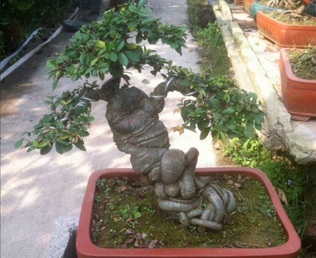 普通榆树怎么修剪成盆景,榆树盆景怎么做一个简单的造型