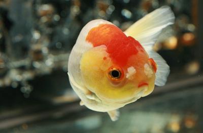 悬崖上的金鱼姬里面波妞几岁了,悬崖上的金鱼姬波妞变成人类了吗