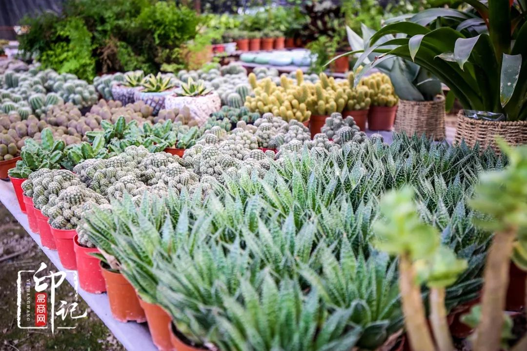 商丘花鸟批发基地,商丘花鸟市场地址